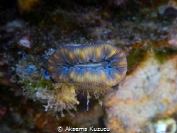 nice colors of oval cup coral by Aksems Kuzucu 